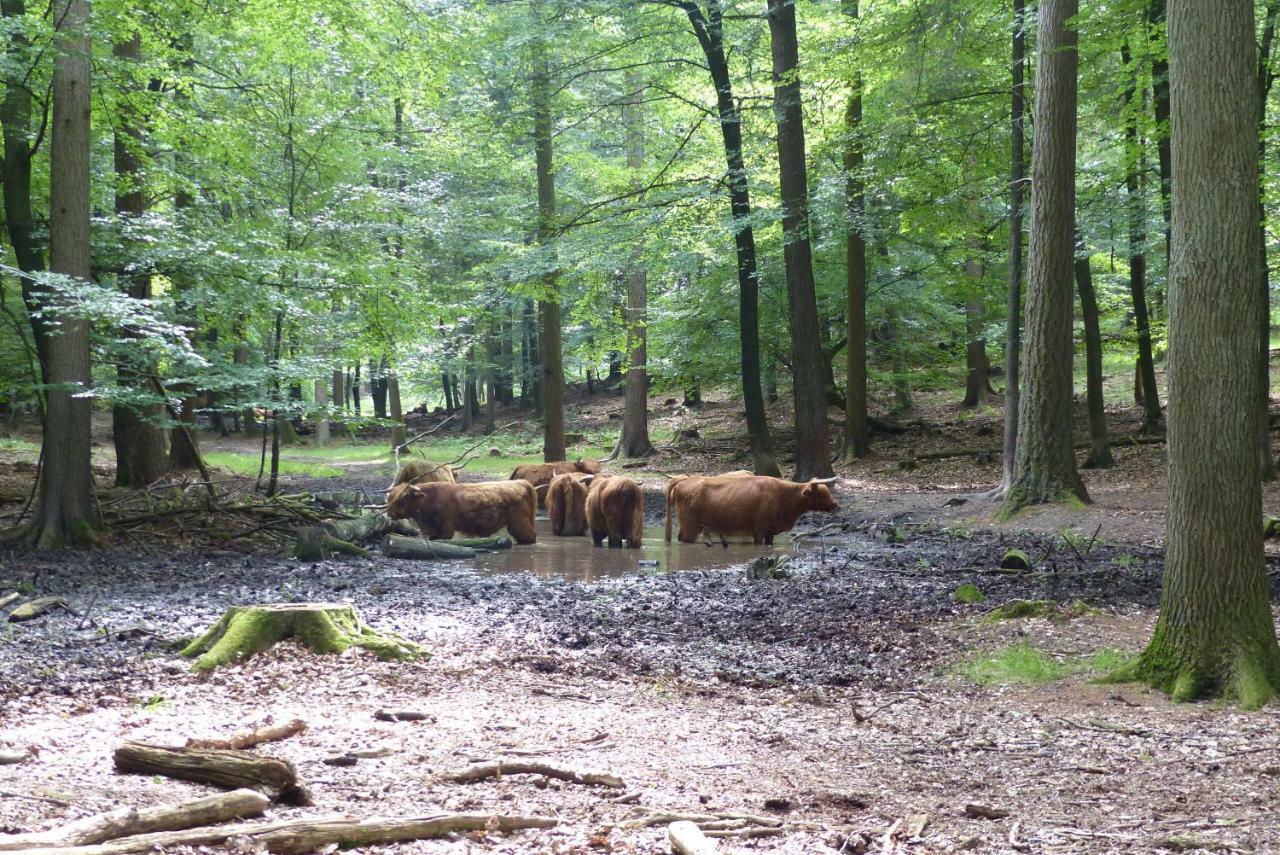 B&B Onder De Rode Beuk Dieren Exterior foto
